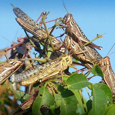 Timeline: plaga de insectos.