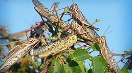 Timeline: plaga de insectos.
