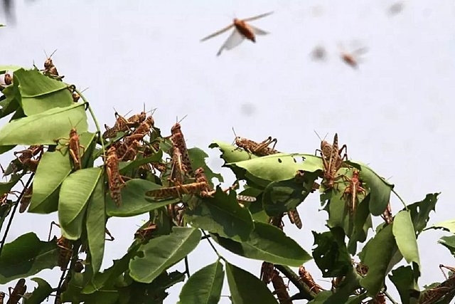 Langostas en Corrientes