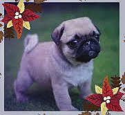 I adopted my first dog in