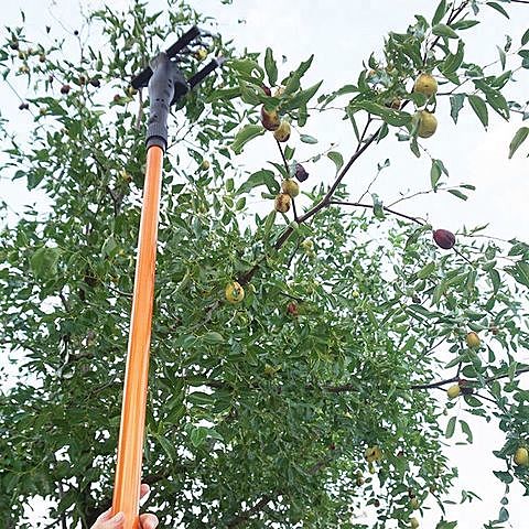 Vibración de troncos