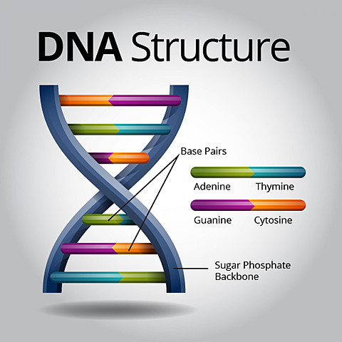 They discover the structure of DNA