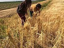 Barley takes fame in the East!