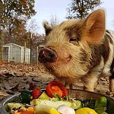 pigs and vegetables
