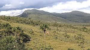 El bioma  del cerrado y su transformación