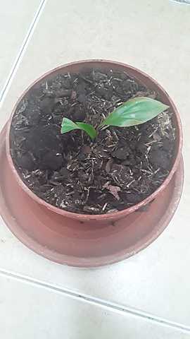 Ecología y Salud Ambiental.