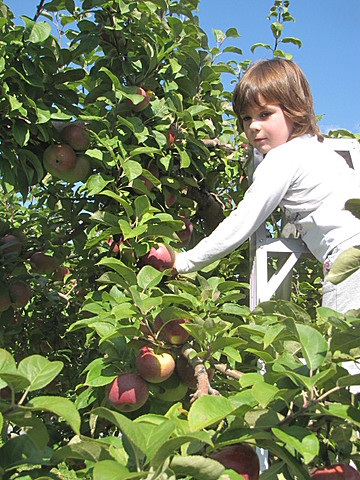 au verger de la savane