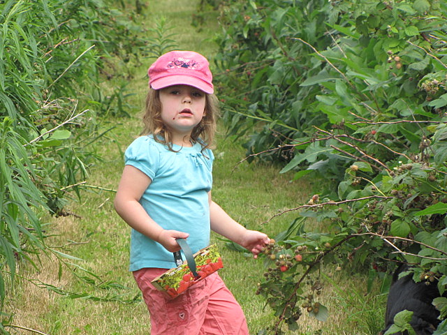 cueillette de framboise