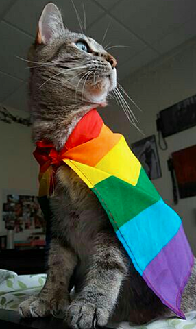 the duble sex marriage was legalisted