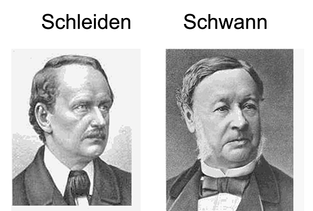 Schleiden et Schwann et universalité des cellules