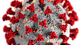 Timeline: COVID - 19