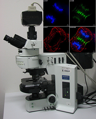 Microscope à fluorescence
