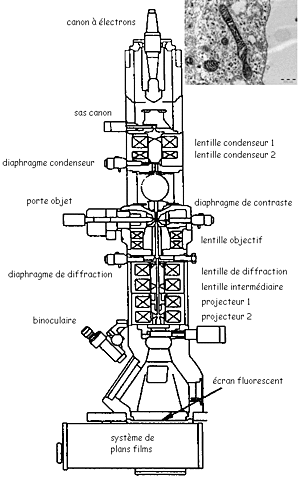 Microscope électronique à transmission (MET)