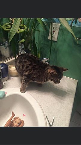 Naissance de mon chat, Elsa