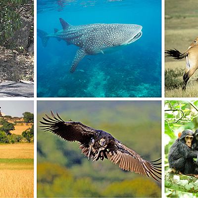 Timeline: Evolución la protección animal en Colombia