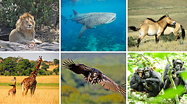 Timeline: Evolución la protección animal en Colombia