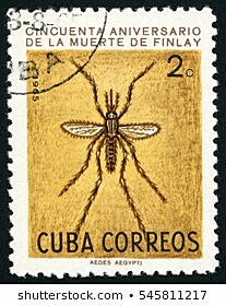 Finley - yellow fever