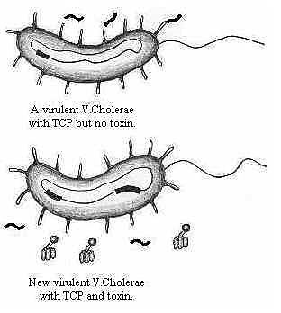 Koch - vibrio chlolerae