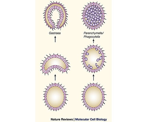 Metchnikoff- Phagocytosis