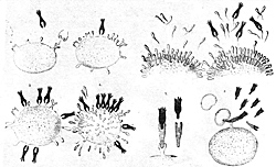 Ehrilich - Theory of immunity