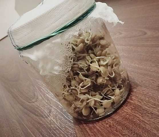 "Proceso de germinación"