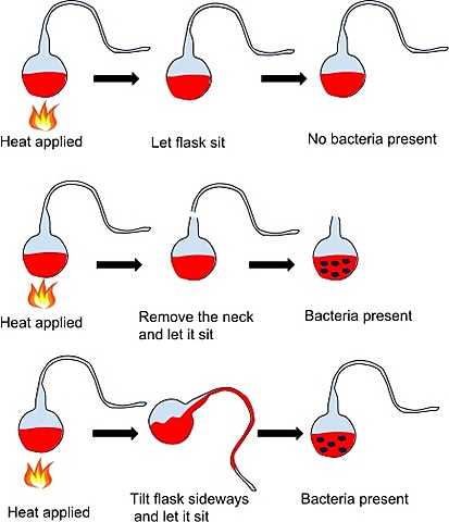 Pasteur - Pasteurization
