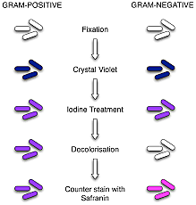 gram staining procedure