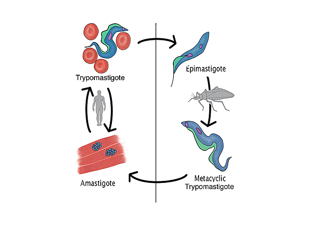 chagas- trypanosoma cruzi