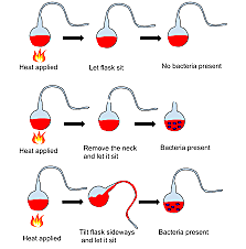 Pasteur- fermentation