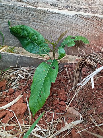 TERCERA SEMANA DE MI PLANTA