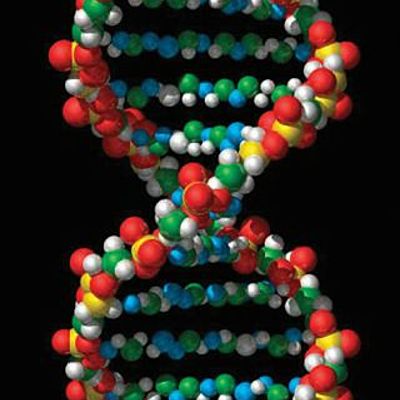 Timeline: DNA structure discovery