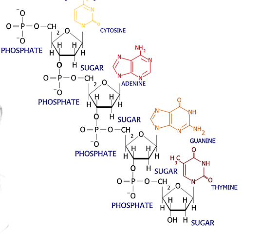 DNA structure