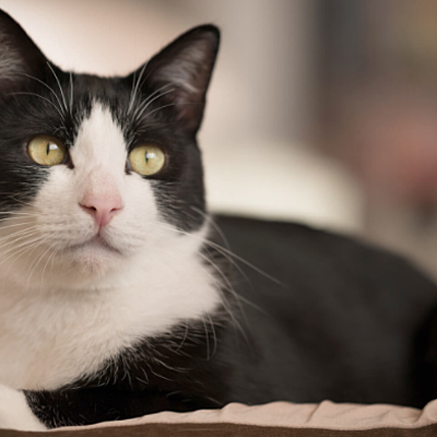 Timeline: A cat's life