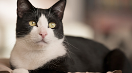 Timeline: A cat's life