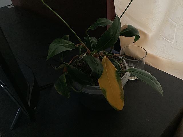 Bitácora de mi planta “Anturio” - Emanuel Gavilanes