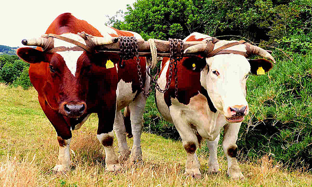 Oxen is the first draught animal in this time.