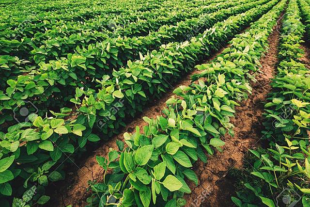 MORE CULTIVATIONS!!!!!