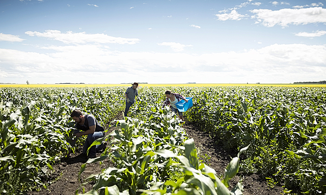 farming begins in Asia