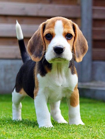 we adopted another dog