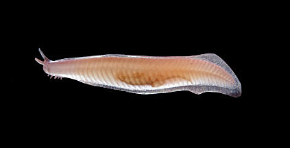 Pikaia e la spina dorsale