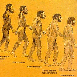 Il processo di ominazione (60 milioni di anni fa)