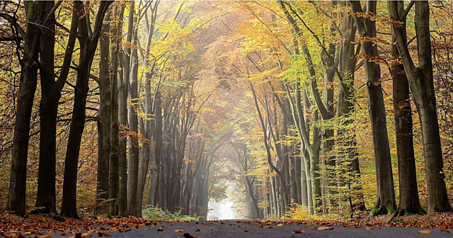 Contributions to the philosophy of science