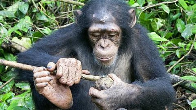 Primer descubrimiento científico