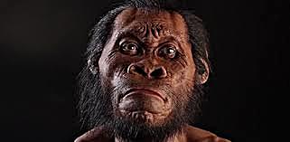 Homo Habilis Homo Naledi