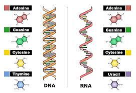 Phoebus Levene determinó la existencia del ARN.