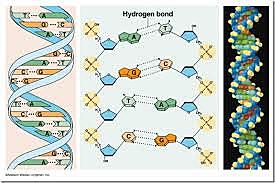 El físico Francis Crick y el biólogo James Watson demostraron la estructura de doble hélice del ADN.