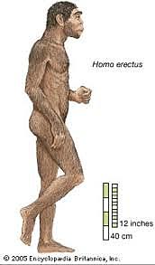 Homo Erectus