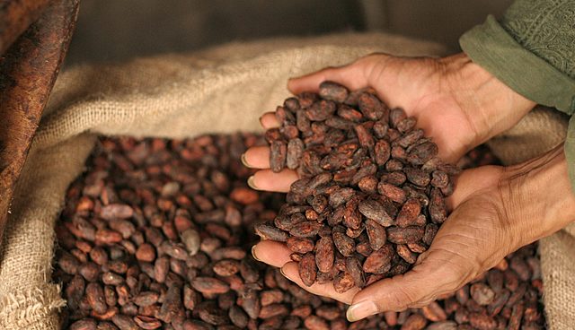 El incremento de la exportación del cacao
