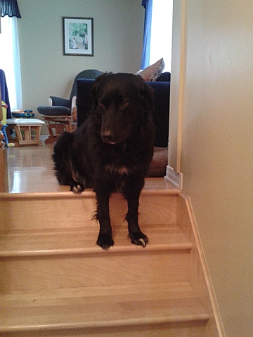 Décès de ma chienne Camélia