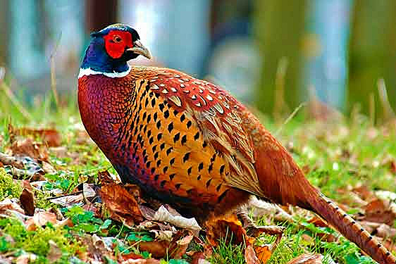 “Voto del Faisán”